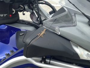 This guy hitched a ride from Coral Springs back to Ft. Lauderdale…