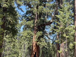 Grizzly Giant, the most famous tree in the Grove. 209 feet tall! 6-24-23