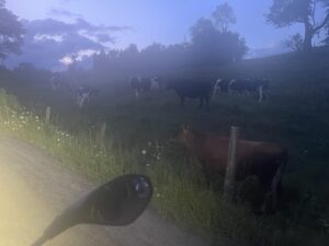 Cows at dusk in St. Johnsbury, VT 7-31-23