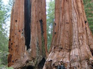 June 2005: San Diego & Sequoia National Park in CA