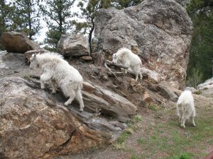 As soon as we parked the bikes, these mountain goats came out of nowhere and walked right up to us!