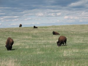 The buffalo are now everywhere – getting closer to the road too!