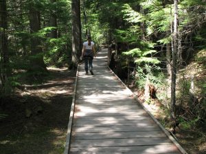 Hiking the Trail Of The Cedars in Glacier….
